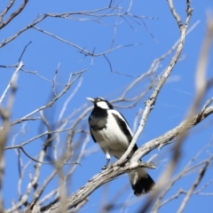 Grallina cyanoleuca at Whitlam, ACT - 27 Aug 2023 09:15 AM