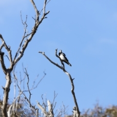 Grallina cyanoleuca at Whitlam, ACT - 27 Aug 2023 09:15 AM