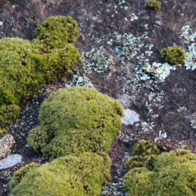 Unidentified Moss, Liverwort or Hornwort at West Wodonga, VIC - 20 Aug 2023 by KylieWaldon