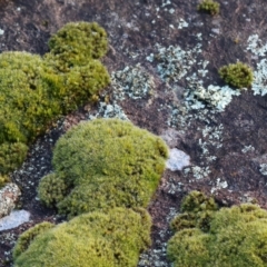 Unidentified Moss, Liverwort or Hornwort at Felltimber Creek NCR - 20 Aug 2023 by KylieWaldon