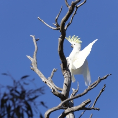 Cacatua galerita (Sulphur-crested Cockatoo) at Whitlam, ACT - 27 Aug 2023 by JimL