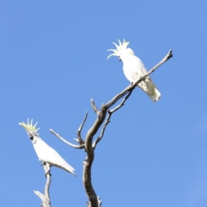 Cacatua galerita at Whitlam, ACT - 27 Aug 2023