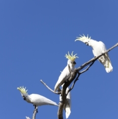 Cacatua galerita at Whitlam, ACT - 27 Aug 2023