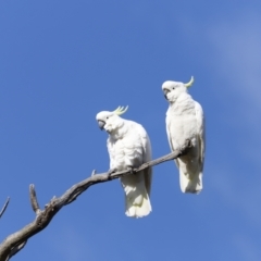 Cacatua galerita at Whitlam, ACT - 27 Aug 2023