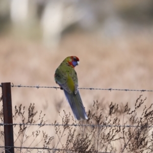 Platycercus eximius at Belconnen, ACT - 27 Aug 2023 09:36 AM