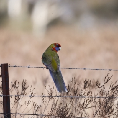 Platycercus eximius (Eastern Rosella) at Belconnen, ACT - 26 Aug 2023 by JimL
