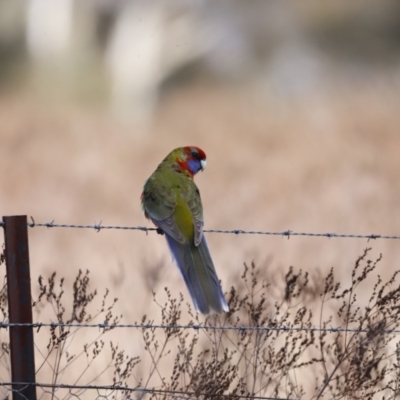 Platycercus eximius (Eastern Rosella) at Belconnen, ACT - 27 Aug 2023 by JimL