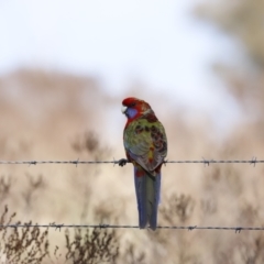 Platycercus eximius at Belconnen, ACT - 27 Aug 2023 09:36 AM