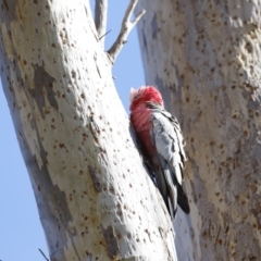 Eolophus roseicapilla (Galah) at Molonglo River Reserve - 26 Aug 2023 by JimL