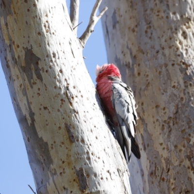 Eolophus roseicapilla (Galah) at Belconnen, ACT - 26 Aug 2023 by JimL