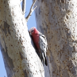 Eolophus roseicapilla at Belconnen, ACT - 27 Aug 2023