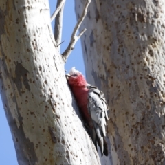 Eolophus roseicapilla at Belconnen, ACT - 27 Aug 2023