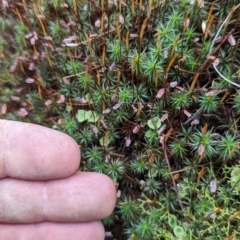 Polytrichum at Tuggeranong, ACT - 27 Aug 2023 by JP95