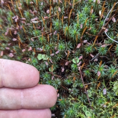 Polytrichum at Tuggeranong, ACT - 27 Aug 2023 by JP95