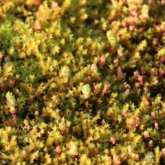 Unidentified Moss, Liverwort or Hornwort at Wodonga - 20 Aug 2023 by KylieWaldon