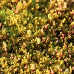 Unidentified Moss, Liverwort or Hornwort at Felltimber Creek NCR - 20 Aug 2023 by KylieWaldon