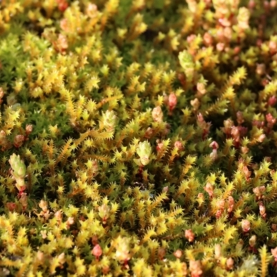 Unidentified Moss, Liverwort or Hornwort at Felltimber Creek NCR - 20 Aug 2023 by KylieWaldon