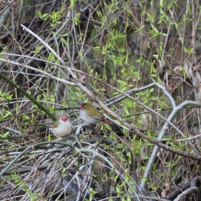 Neochmia temporalis (Red-browed Finch) at West Wodonga, VIC - 20 Aug 2023 by KylieWaldon