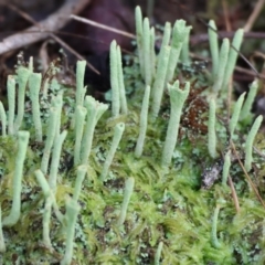 Cladonia sp. (genus) (Cup Lichen) at West Wodonga, VIC - 19 Aug 2023 by KylieWaldon