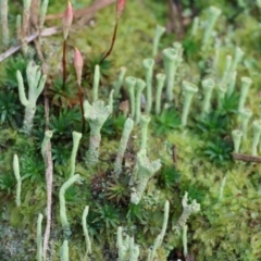 Cladonia sp. (genus) at West Wodonga, VIC - 20 Aug 2023 09:50 AM