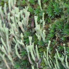 Cladonia sp. (genus) at West Wodonga, VIC - 20 Aug 2023 09:50 AM