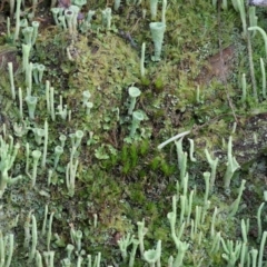 Cladonia sp. (genus) at West Wodonga, VIC - 20 Aug 2023 09:50 AM