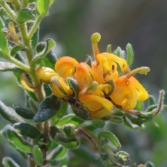 Grevillea alpina (Mountain Grevillea / Cat's Claws Grevillea) at Albury - 26 Aug 2023 by KylieWaldon