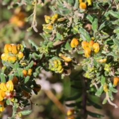 Grevillea alpina at Glenroy, NSW - 26 Aug 2023 10:57 AM
