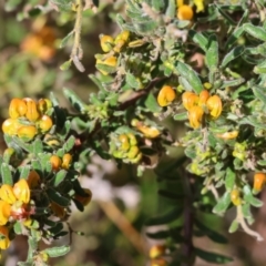 Grevillea alpina at Glenroy, NSW - 26 Aug 2023