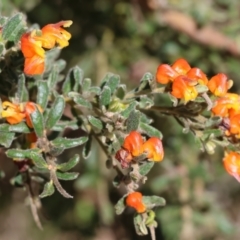 Grevillea alpina at Glenroy, NSW - 26 Aug 2023