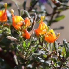 Grevillea alpina at Glenroy, NSW - 26 Aug 2023