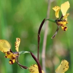 Diuris pardina (Leopard Doubletail) at Albury - 26 Aug 2023 by KylieWaldon