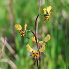 Diuris pardina at Glenroy, NSW - 26 Aug 2023