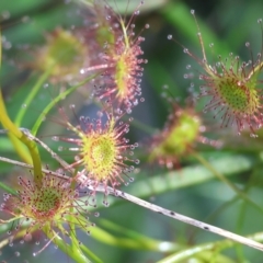 Drosera sp. (A Sundew) at Nail Can Hill - 26 Aug 2023 by KylieWaldon