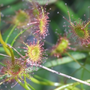 Drosera sp. at Albury, NSW - 26 Aug 2023 10:55 AM
