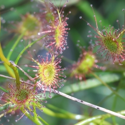 Drosera sp. (A Sundew) at Albury - 26 Aug 2023 by KylieWaldon