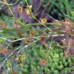 Drosera sp. at Albury, NSW - 26 Aug 2023 10:55 AM