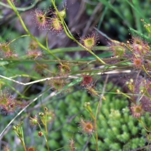 Drosera sp. at Albury, NSW - 26 Aug 2023