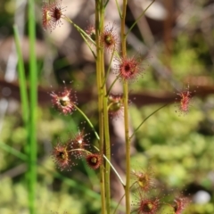 Drosera sp. at Albury, NSW - 26 Aug 2023