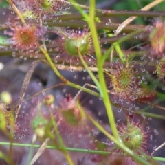 Drosera sp. at Albury, NSW - 26 Aug 2023