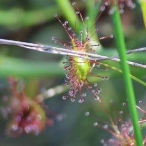 Drosera sp. at Albury, NSW - 26 Aug 2023