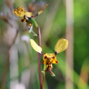 Diuris pardina at Albury, NSW - suppressed