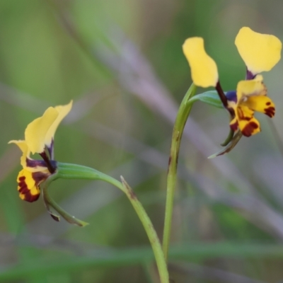 Diuris pardina (Leopard Doubletail) at Albury - 26 Aug 2023 by KylieWaldon