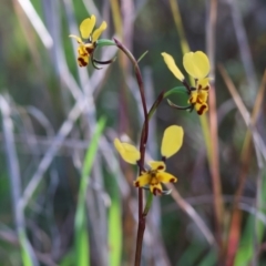 Diuris pardina (Leopard Doubletail) at Glenroy, NSW - 26 Aug 2023 by KylieWaldon