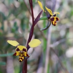 Diuris pardina (Leopard Doubletail) at Albury - 26 Aug 2023 by KylieWaldon