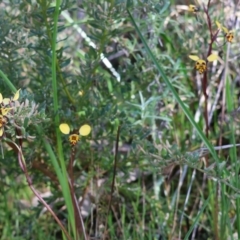 Diuris pardina at Albury, NSW - suppressed