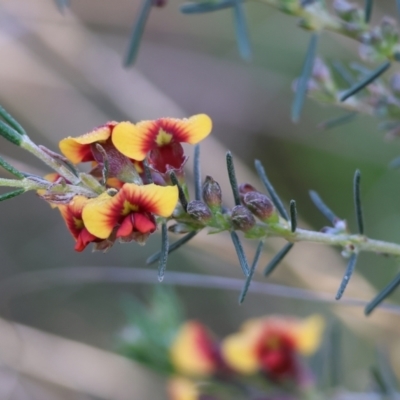 Dillwynia sericea (Egg And Bacon Peas) at Nail Can Hill - 26 Aug 2023 by KylieWaldon