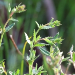 Gonocarpus tetragynus (Common Raspwort) at Albury - 26 Aug 2023 by KylieWaldon