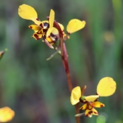 Diuris pardina (Leopard Doubletail) at Albury - 26 Aug 2023 by KylieWaldon