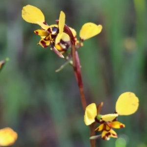 Diuris pardina at Albury, NSW - suppressed